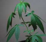 hemp plant